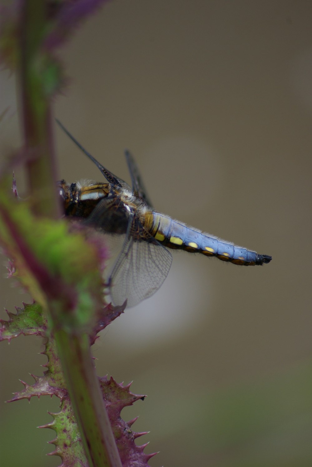 selective focus photography of dragonfly
