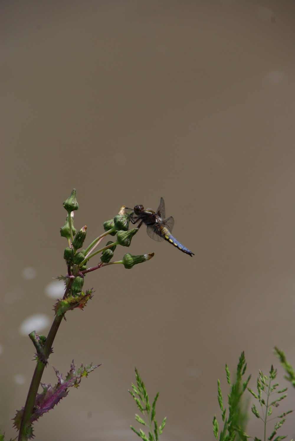 dragonfly perching on flower bulbs