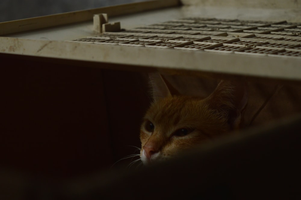 orange tabby cat inside cabinet