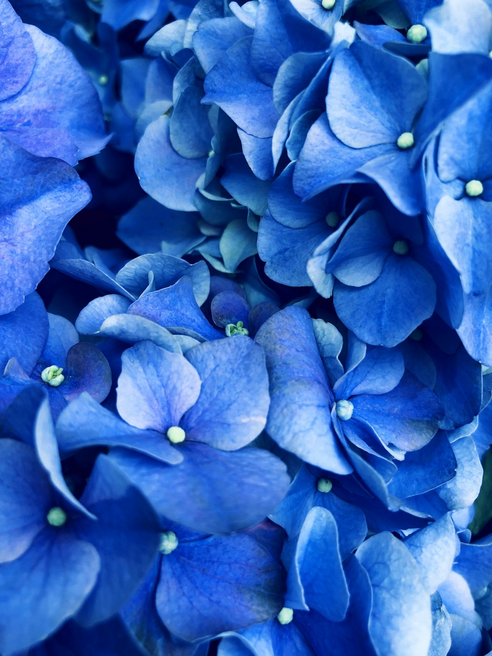 flor de hortensia azul