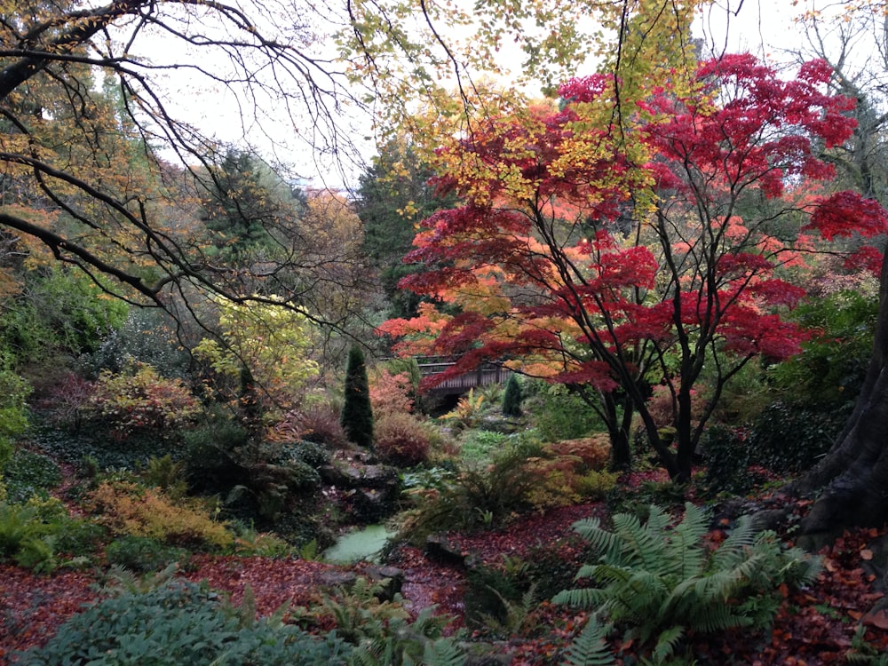 red-leafed trees