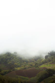 Rolling hills covered in dense greenery fading into a foggy horizon.