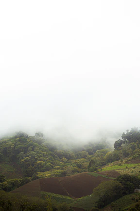 Rolling hills covered in dense greenery fading into a foggy horizon.