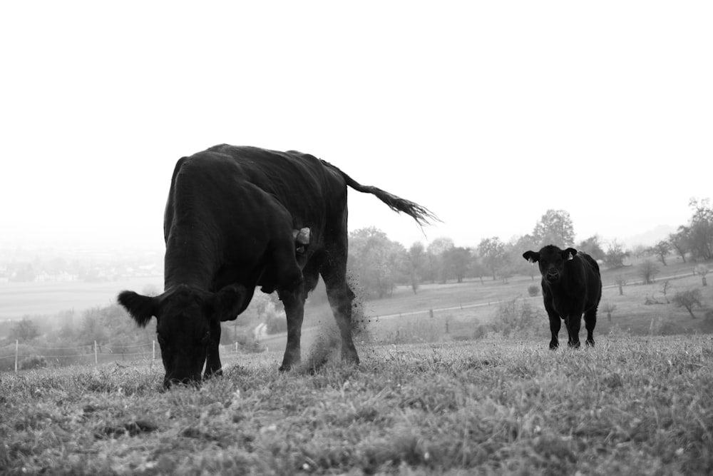 black cattle eating grass