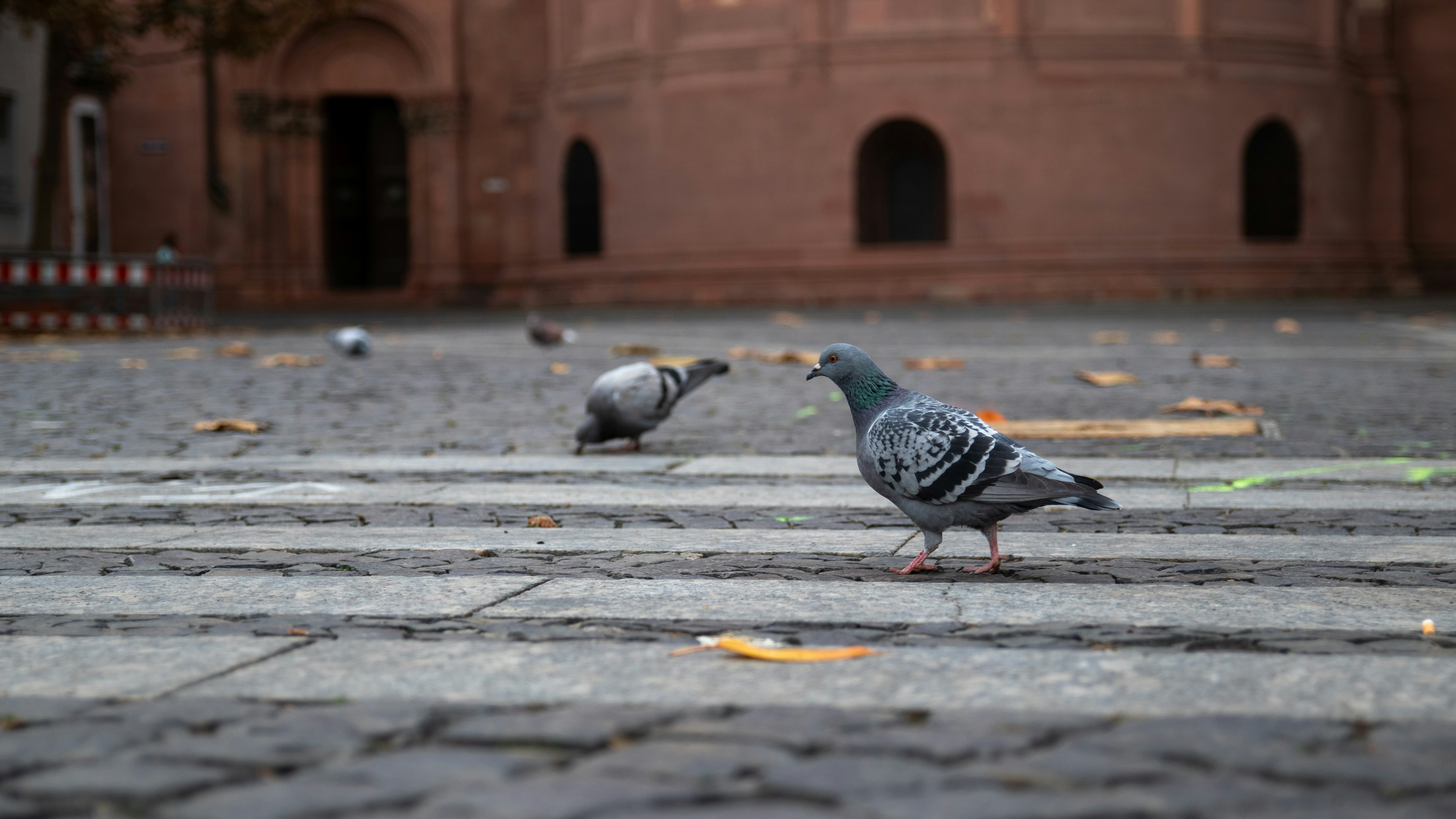 two gray pigeons