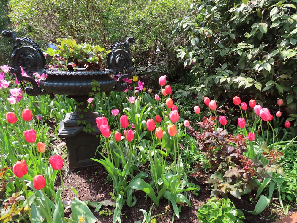 pink tulips flowers