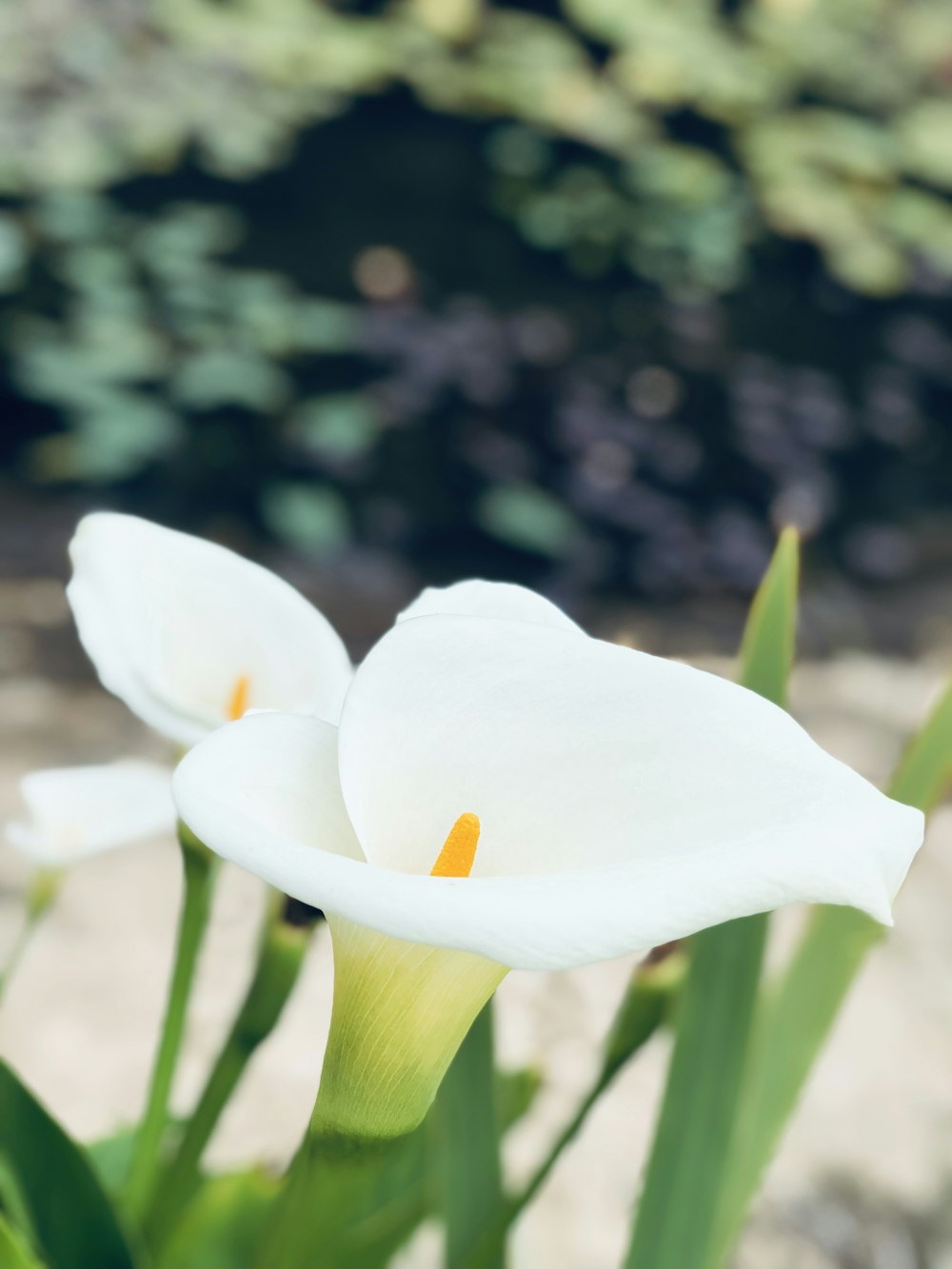 white peace lily