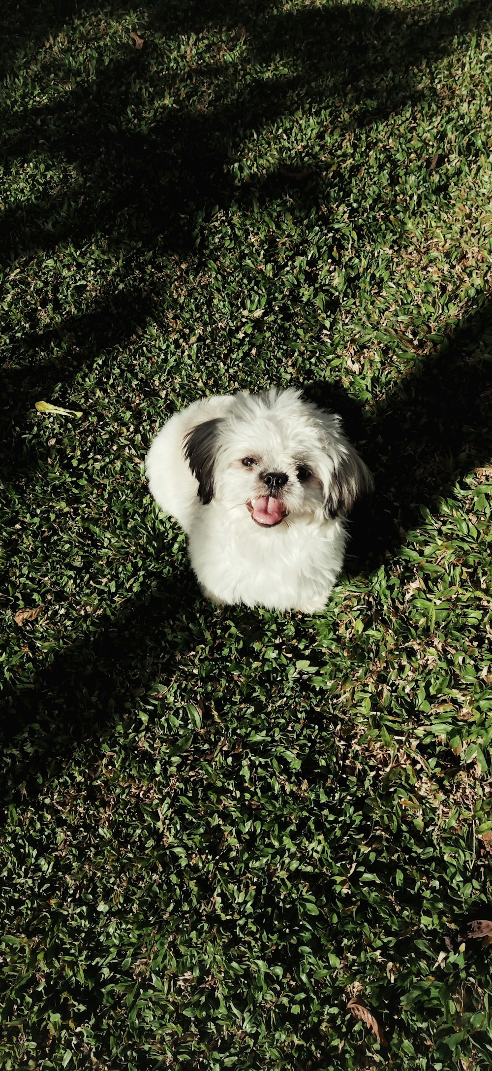 white shih tzu in green field