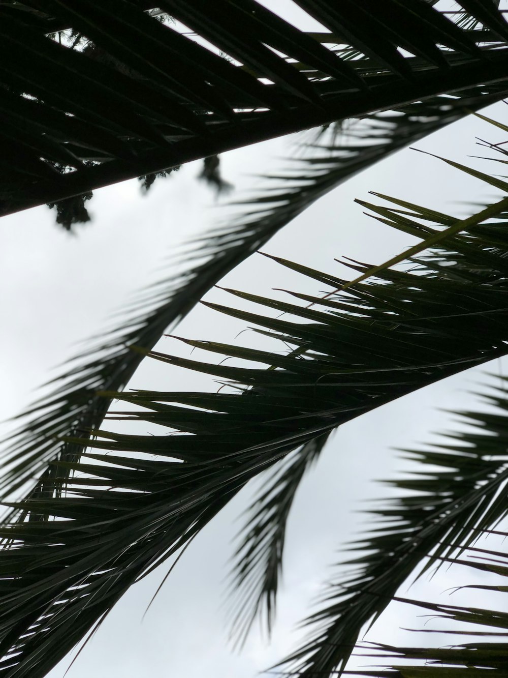 feuilles de cocotier vertes