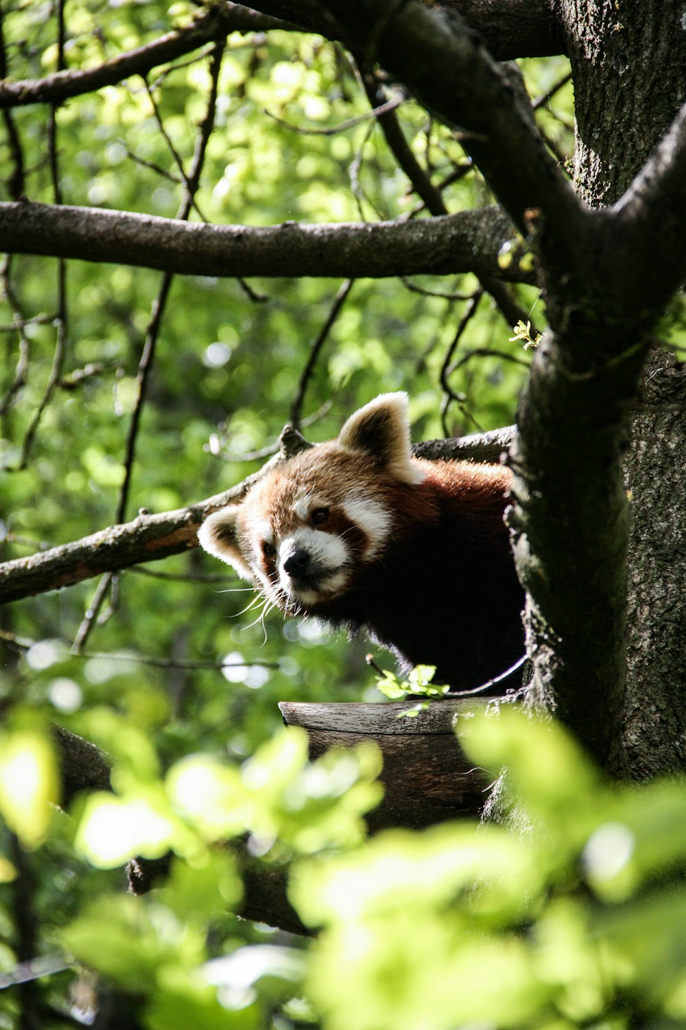red panda climbing on tree