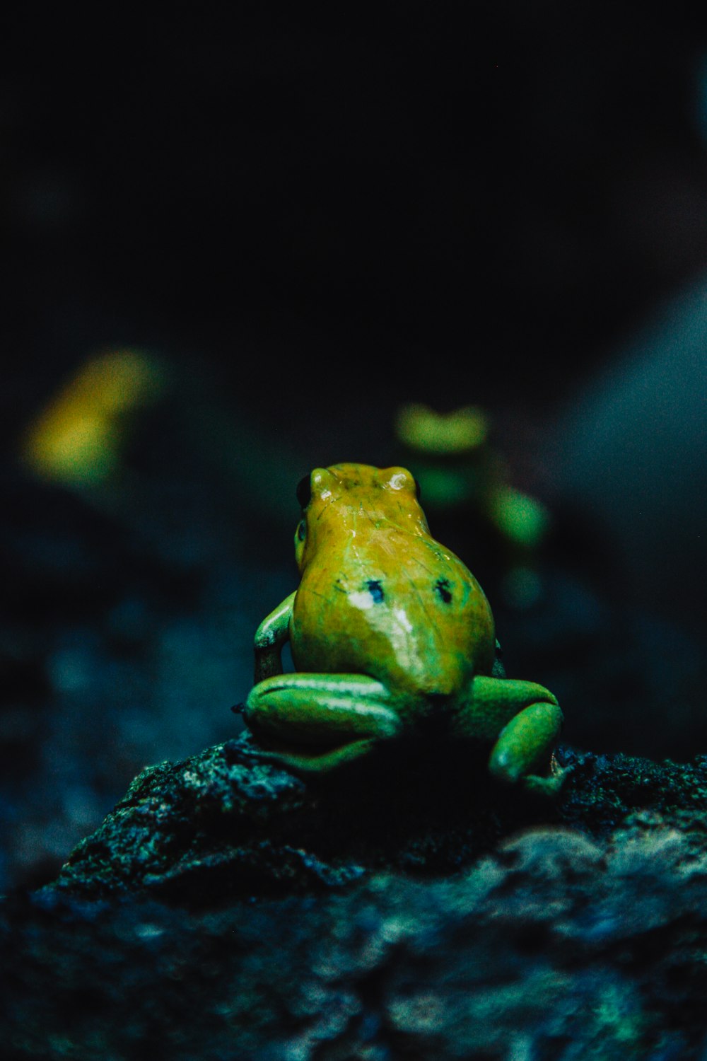 green and yellow frog on gray rock