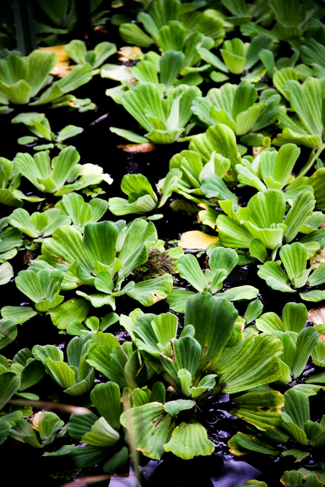 green water lily lot