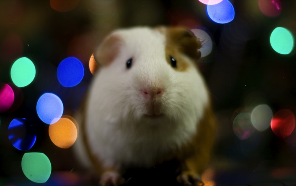 selective focus photo of guinea pig