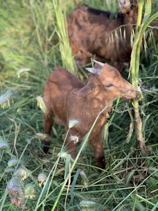 A friendly goat nibbling fresh green grass in a sunny pasture.