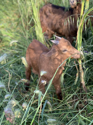 A sunlit Nigerian dwarf goat beside a lush herb garden with crocheted kippot hanging nearby.