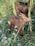 A brown goat standing amidst tall green grass and foliage, nibbling on a plant. The surroundings are lush and natural, with various shades of green.