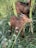 A brown goat standing amidst tall green grass and foliage, nibbling on a plant. The surroundings are lush and natural, with various shades of green.