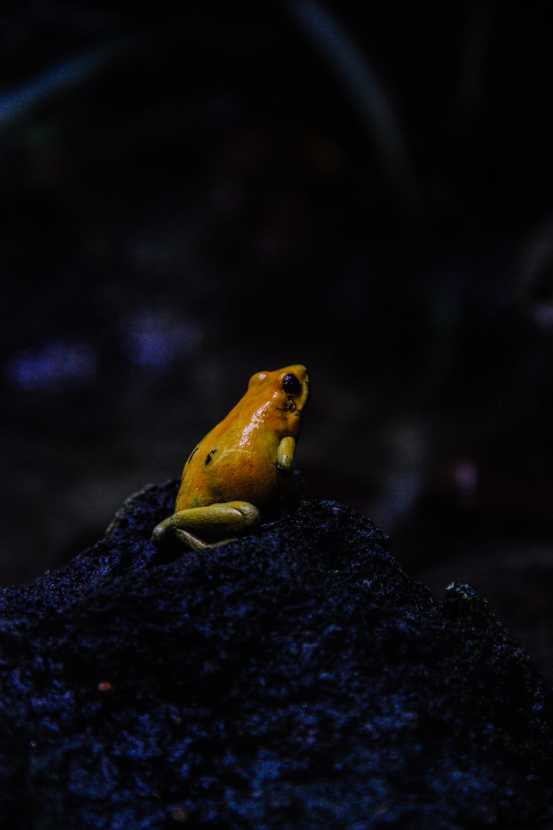 yellow frog on stone