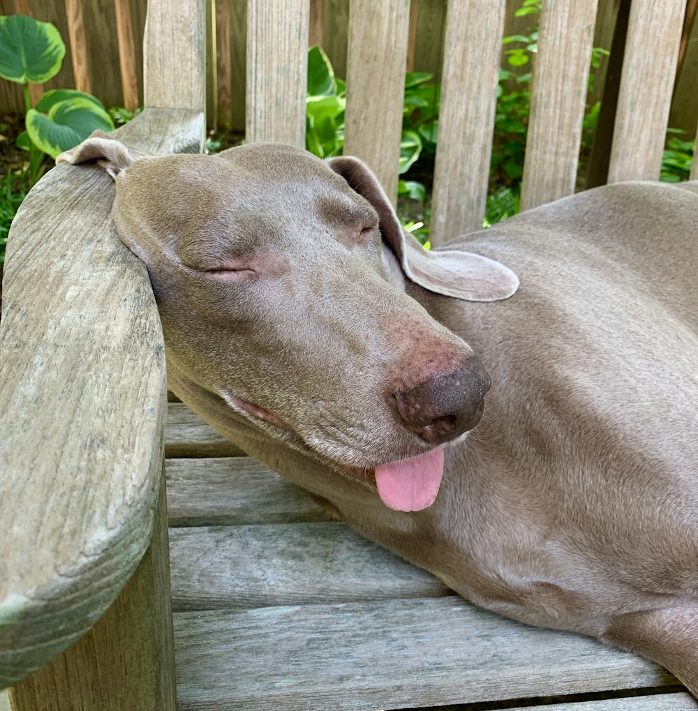 sleeping dog on bench