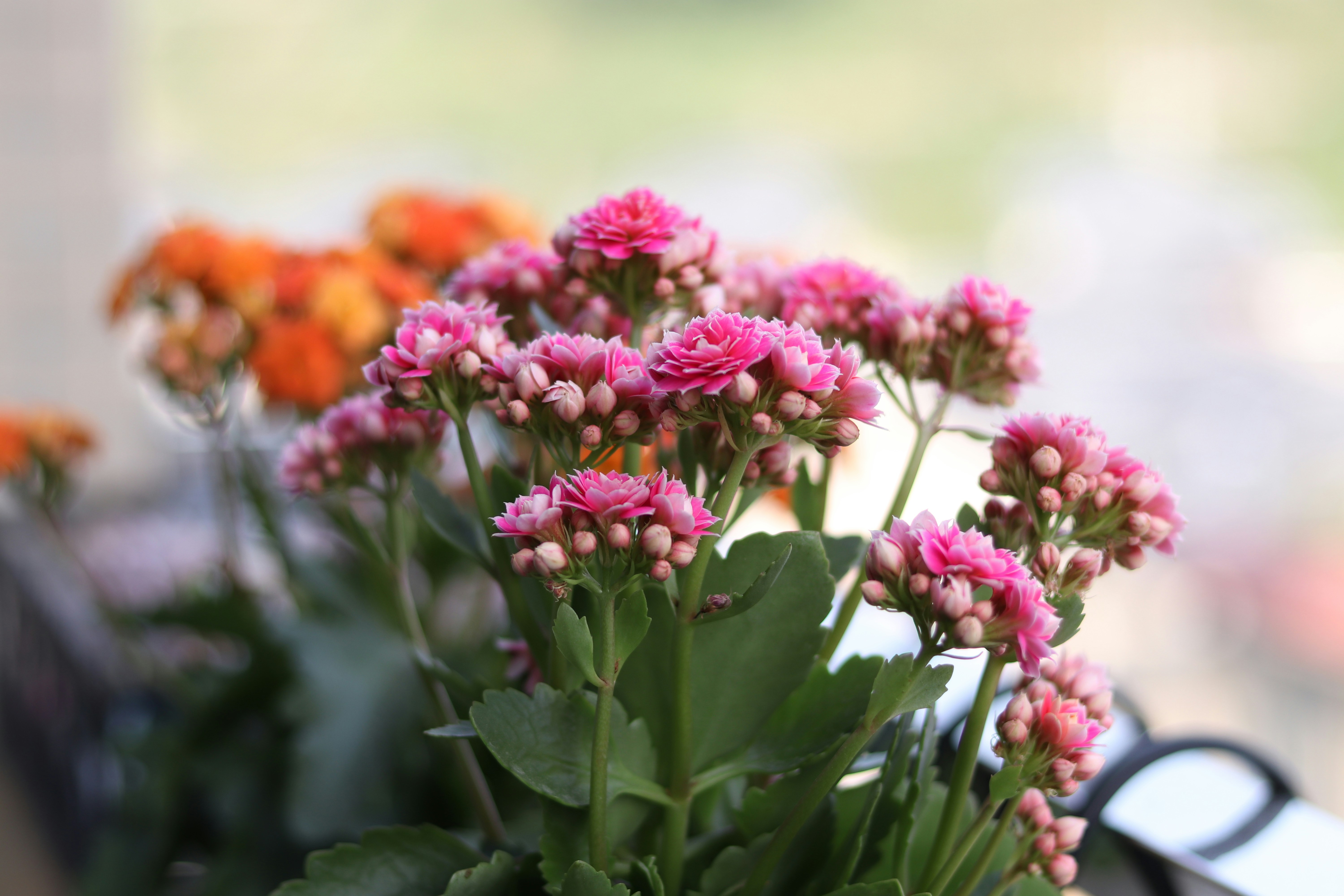 Photo by aggiefjiujiu