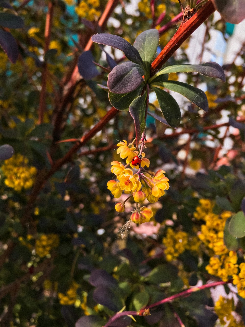 yellow flowered plant