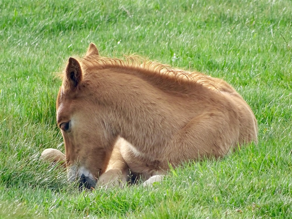 brown horse on green field