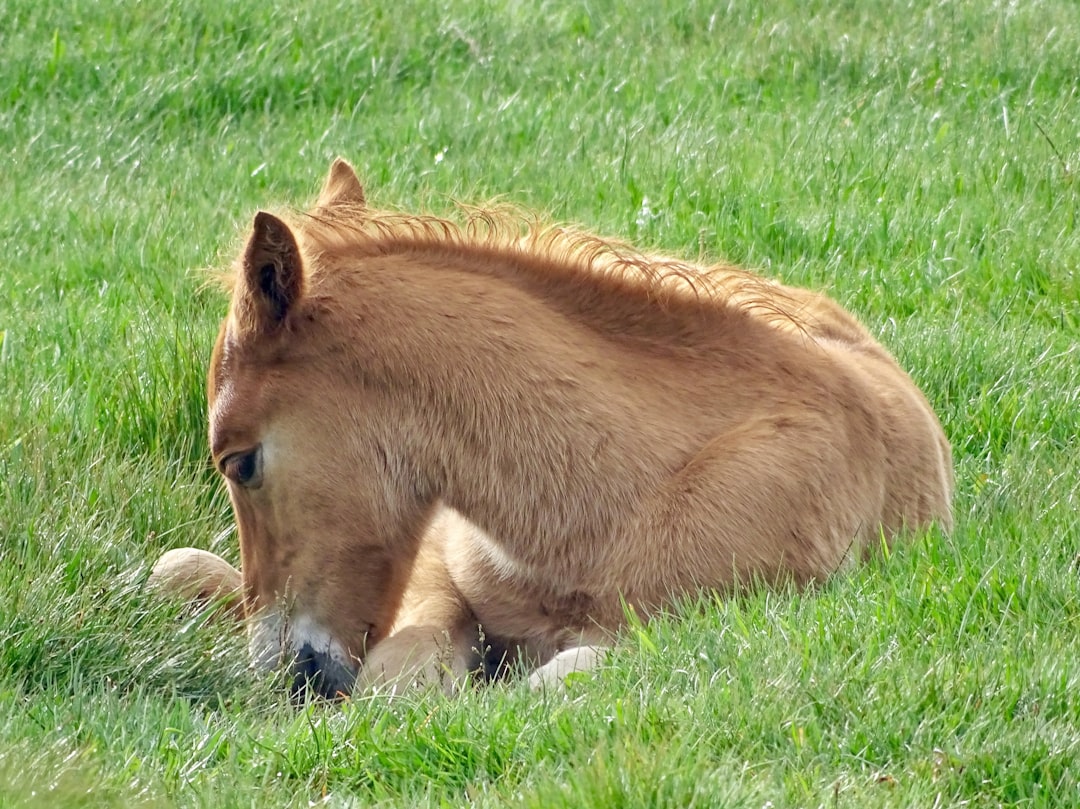 Wildlife photo spot Unnamed Road Marwell Zoo