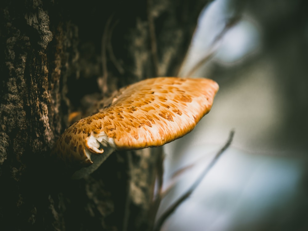 brown and white mushroom