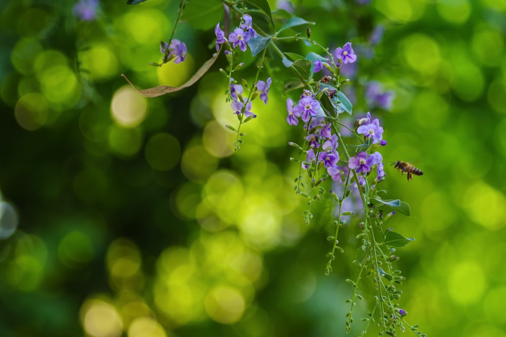 Foto de foco seletivo da flor com luzes bokeh