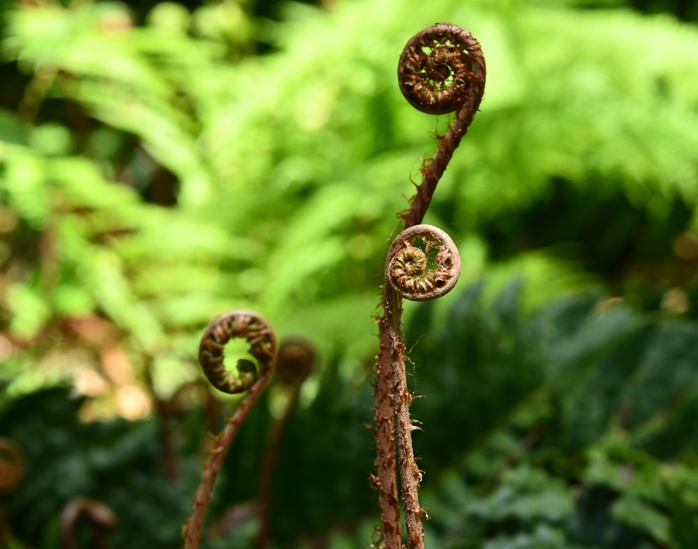 brown fern plant about to bloom