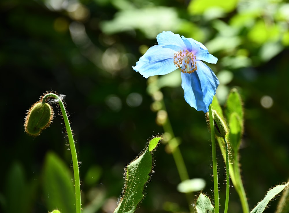 blue flowered plant