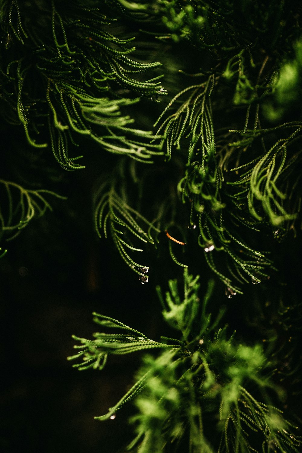 arbre vert