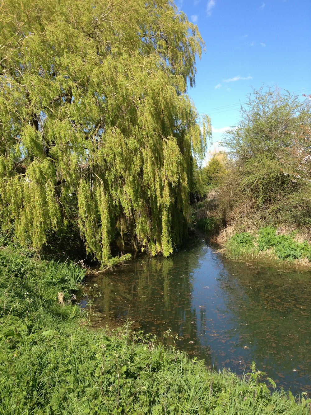 body of water near forest