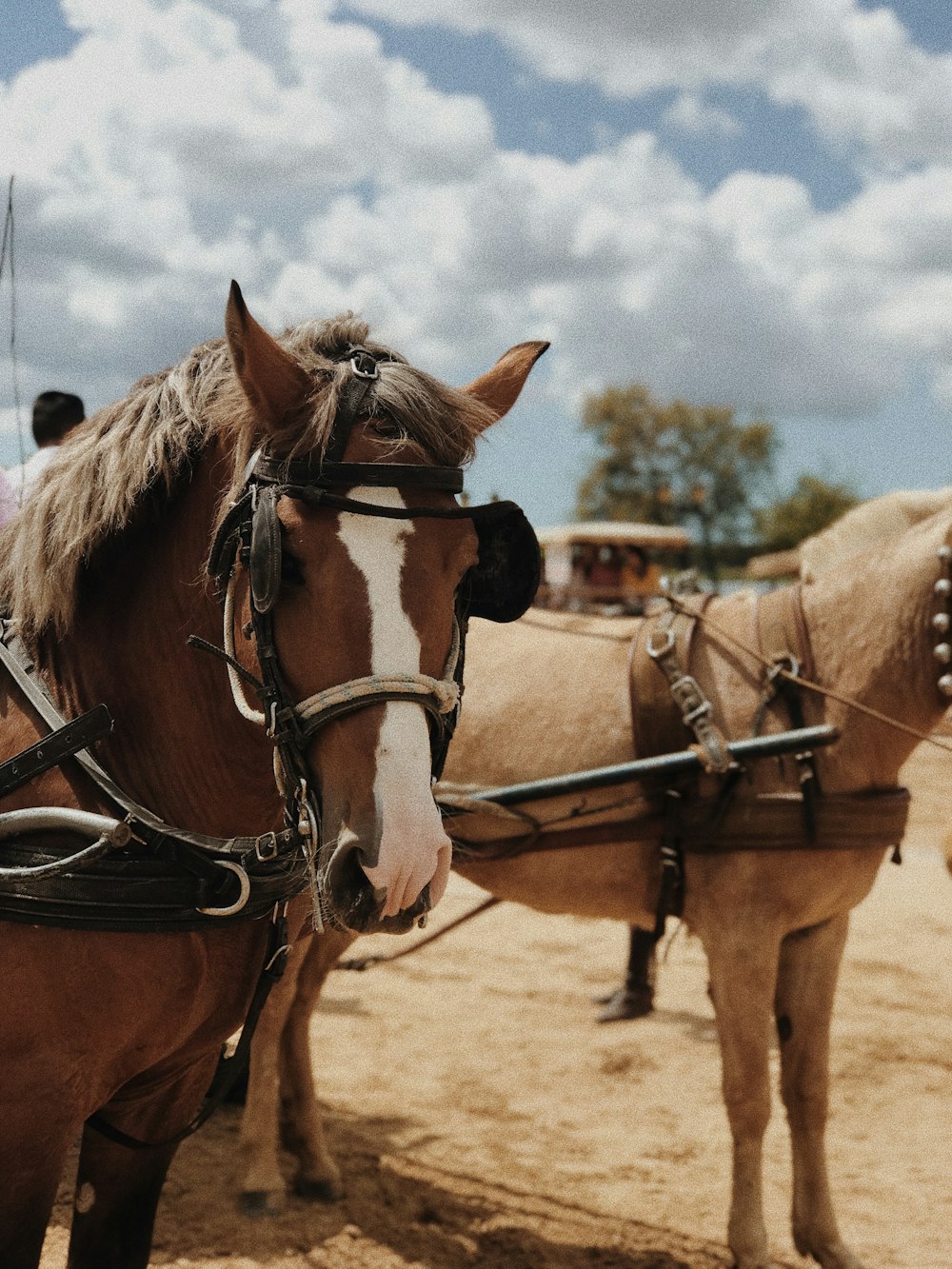 selective focus photo of two beige and brown horses