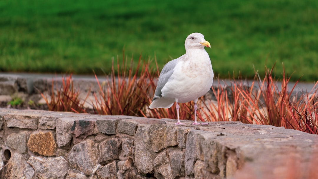 white bird standing on concrete pavement