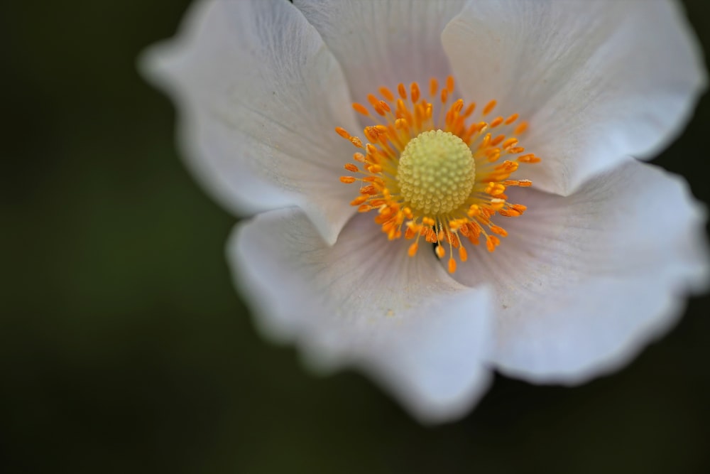 selective focus photography of white petaled flower