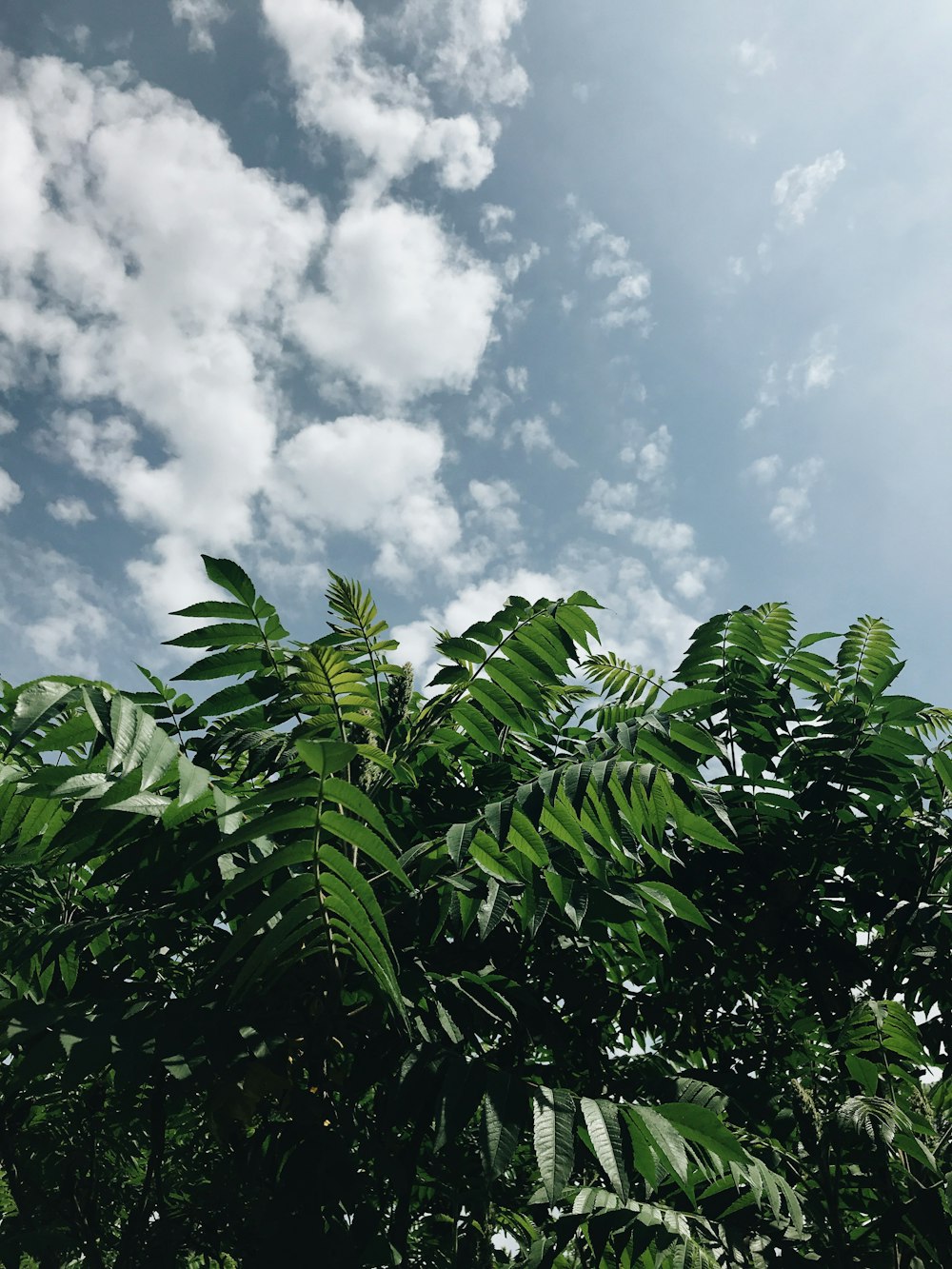 green-leafed plant