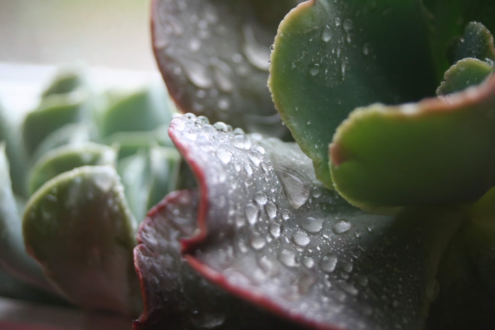water drops on succulent plant