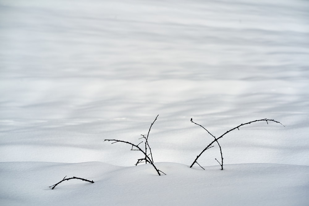 a small tree branch sticking out of the snow