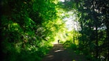 Claudia Porcher walking thoughtfully along a forest path surrounded by sage green foliage.