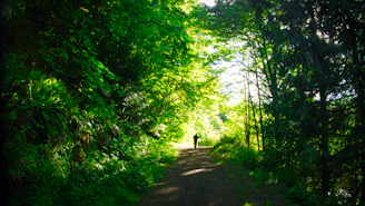 A barefoot walk through a lush green forest, sunlight filtering through the leaves.