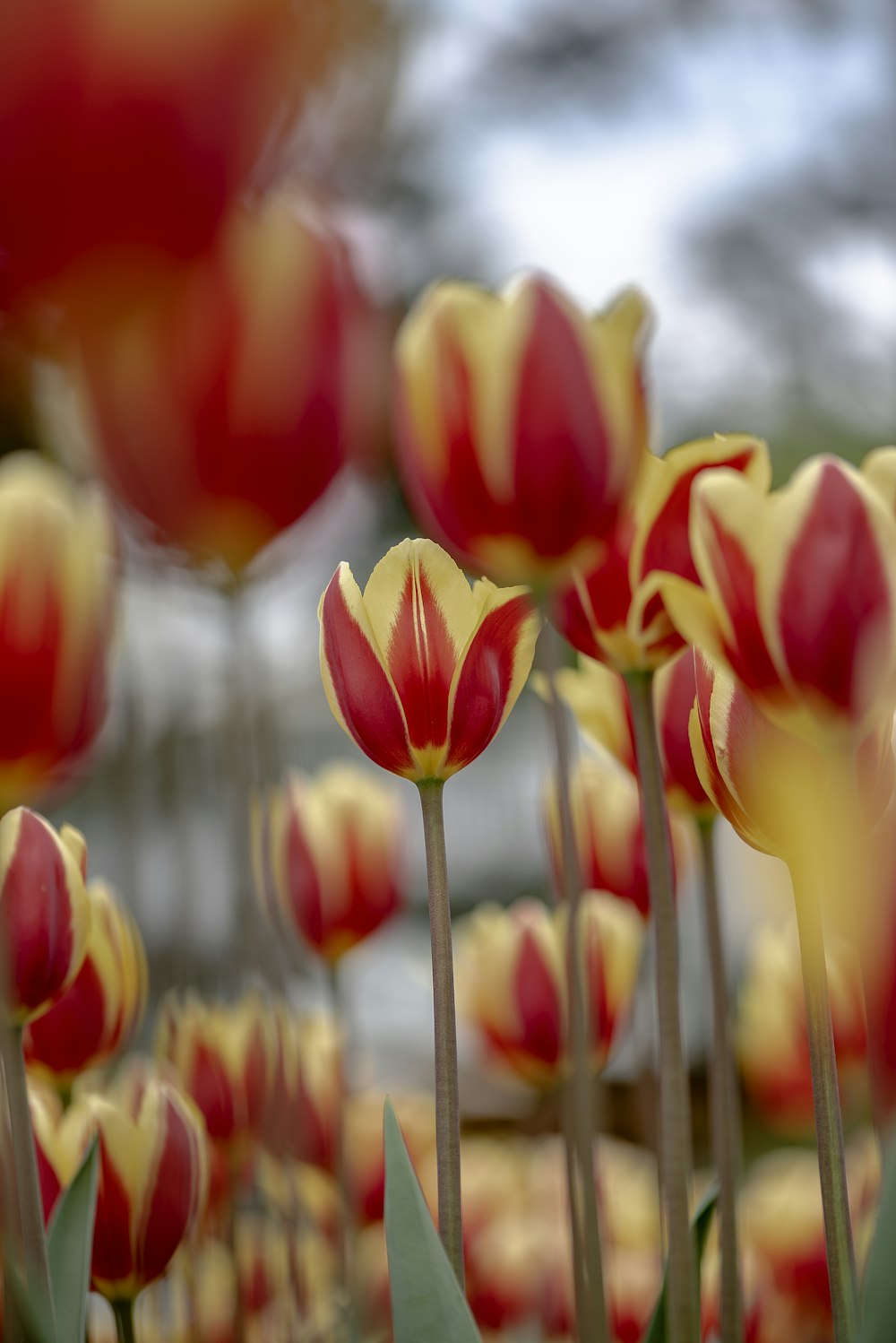 red-and-yellow petaled flowers