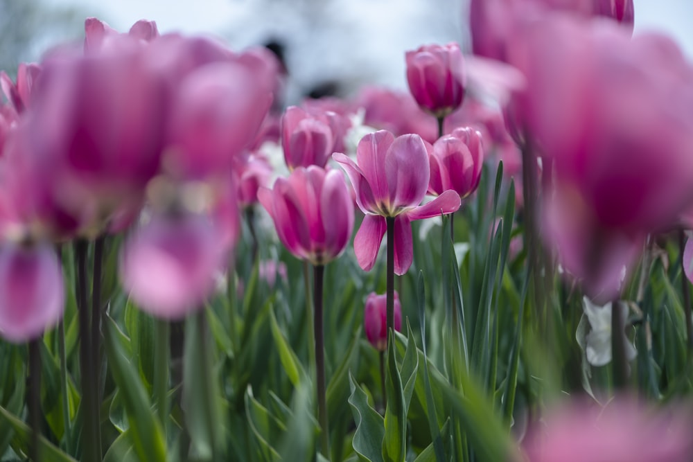 pink-petaled flowers