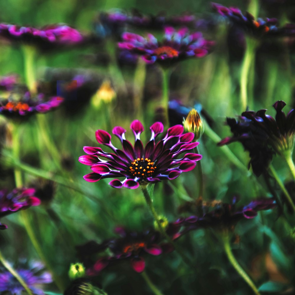 pink flowers