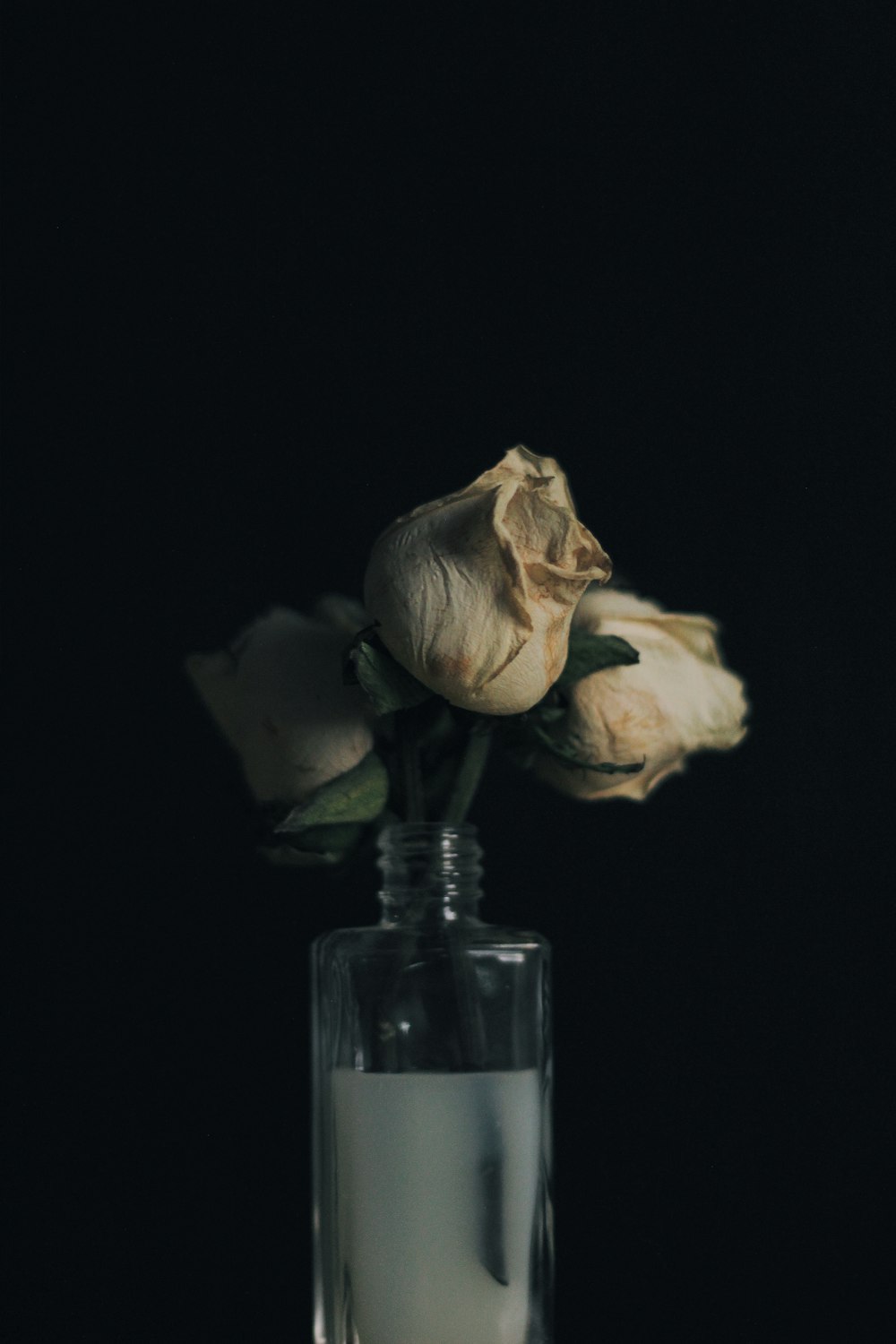 three white-petaled roses centerpiece in black background