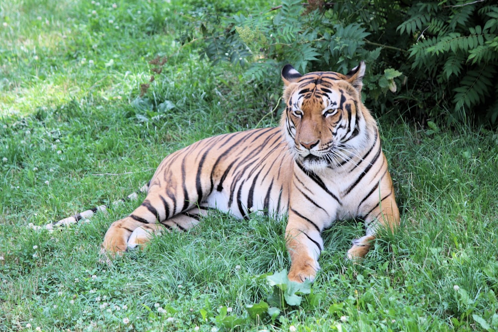 tiger near fern