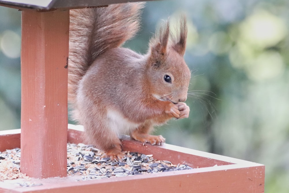 Eichhörnchen auf braunem Holznistkasten