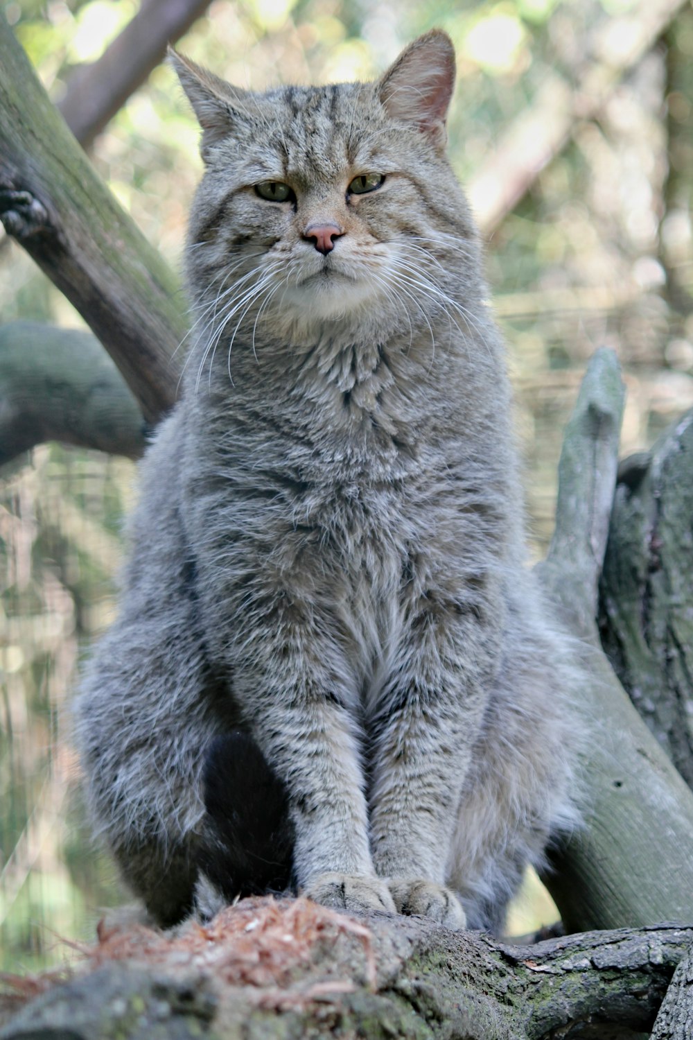 昼間の木の上の猫