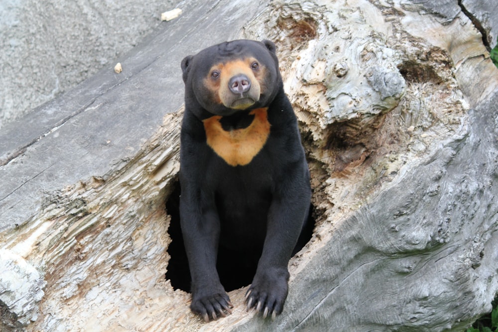 urso preto no buraco de madeira