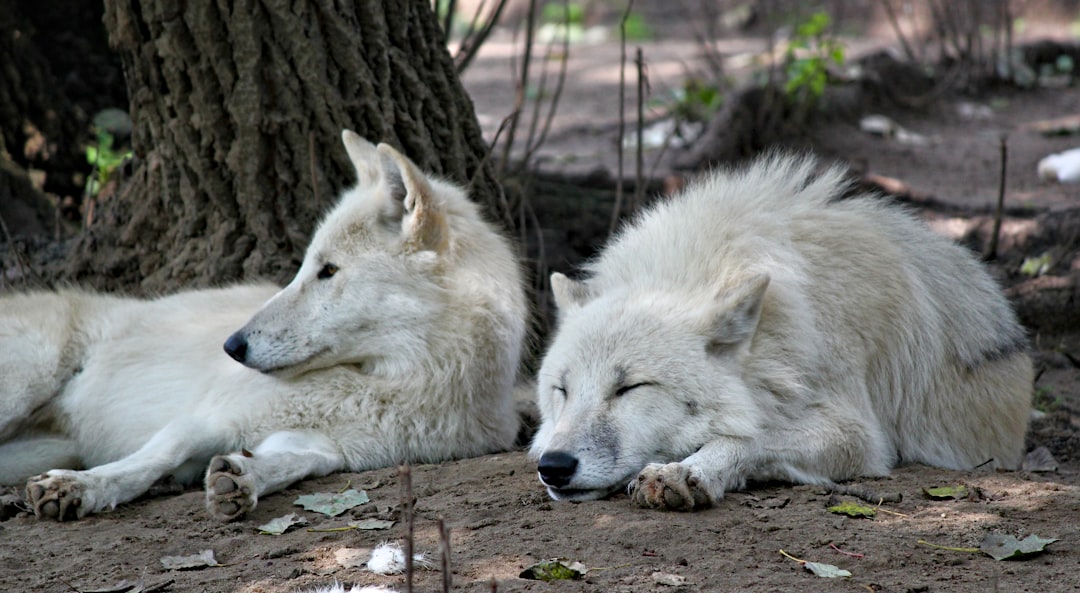 arctic wolf